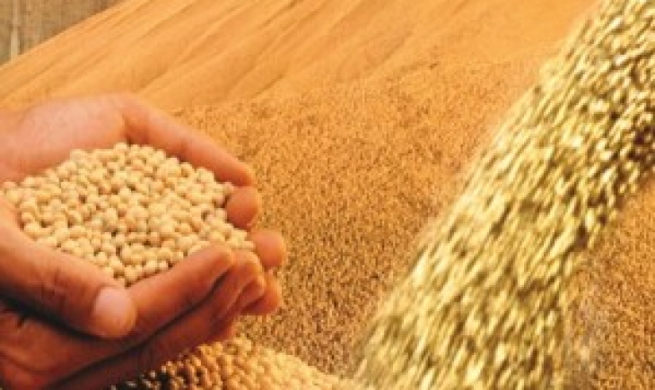 Governo disponibiliza 200 mil toneladas de milho para leilão eletrônico