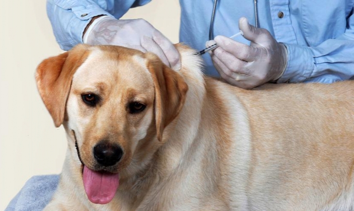Campanha de Vacinação Antirrábica para cães e gatos começa neste mês de agosto, saiba onde e quando levar seu animalzinho.