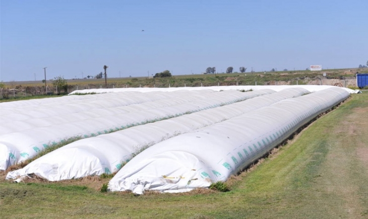Ladrões invadem propriedade rural e furtam soja avaliada em R$ 70 mil