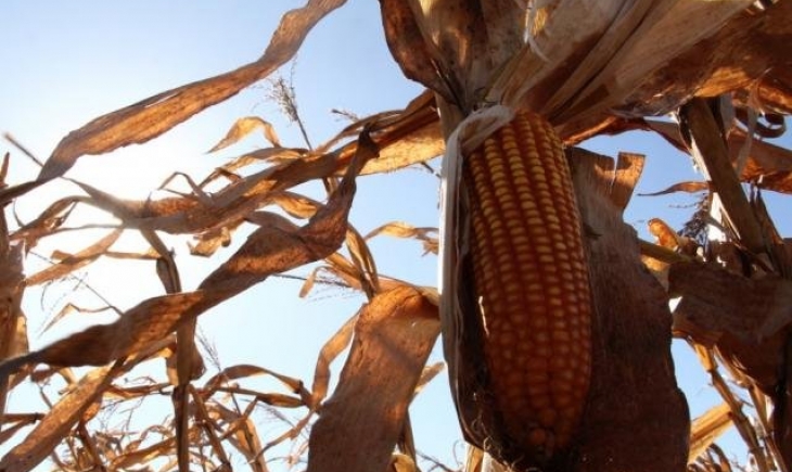 Mesmo com queda na produção, MS terá 3ª maior colheita de milho safrinha
