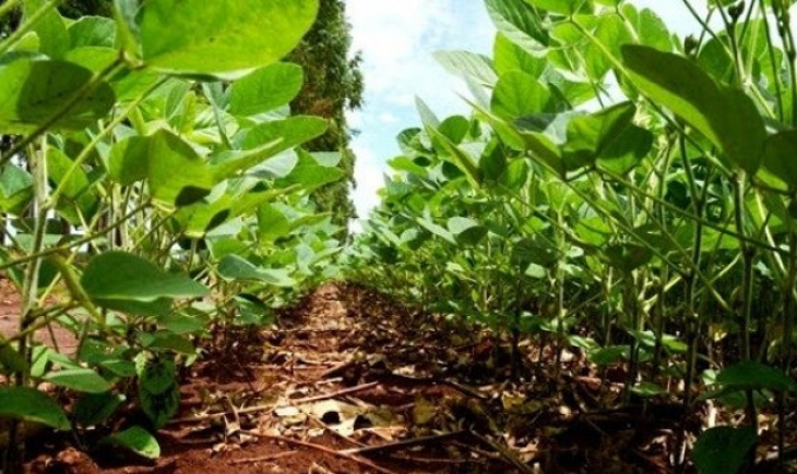 Clima é favorável para safra de soja em Mato Grosso do Sul