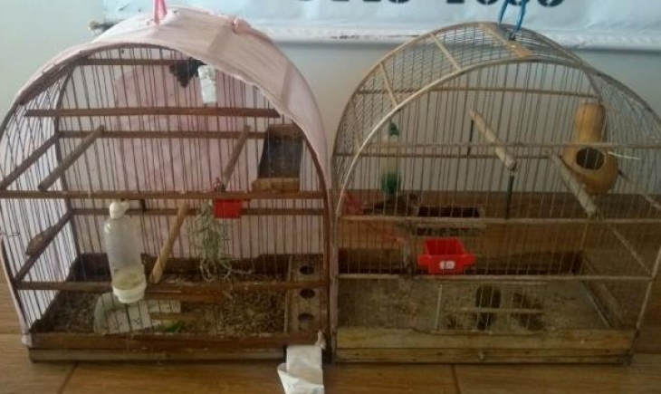 Nova Andradina: Homem é multado em R$ 1,5 mil por criar aves silvestres em cativeiro