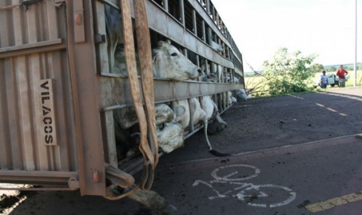 Campo Grande: Caminhão com boiada tomba e "fila" se forma para "carnear" animais