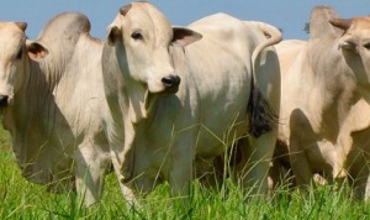 Programa de qualidade na pecuária bonifica 1.368 produtores rurais no MS