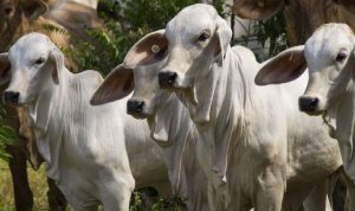 Pecuaristas poderão negociar venda de bovinos por aplicativo