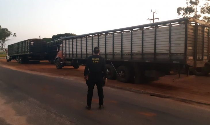 Caminhões com 120 bovinos trazidos ilegalmente do Paraguai foram apreendidos pelo DOF em Ponta Porã.