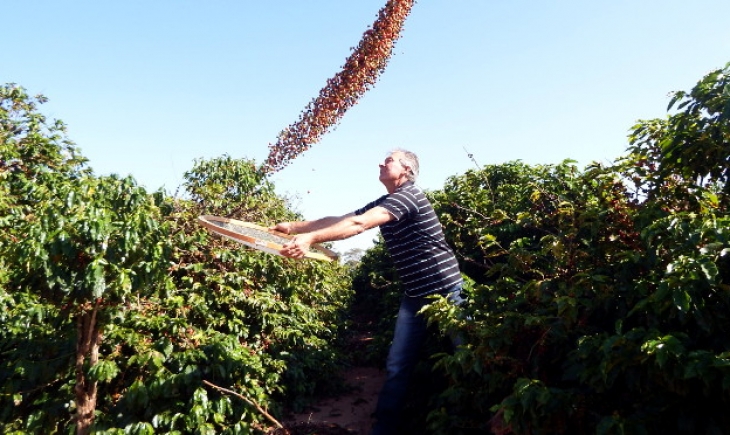 Dia Mundial do Café: Cultura do café encontrou na agricultura familiar o ambiente propício para o cultivo.