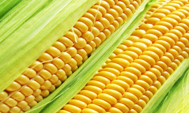 Ciência garante o milho nas festas juninas ao combater as pragas agrícolas