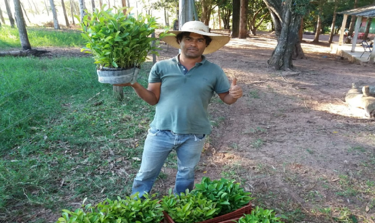 Agricultores familiares de MS ampliam horizontes com projeto ‘erva mate’ e assistência da Agraer