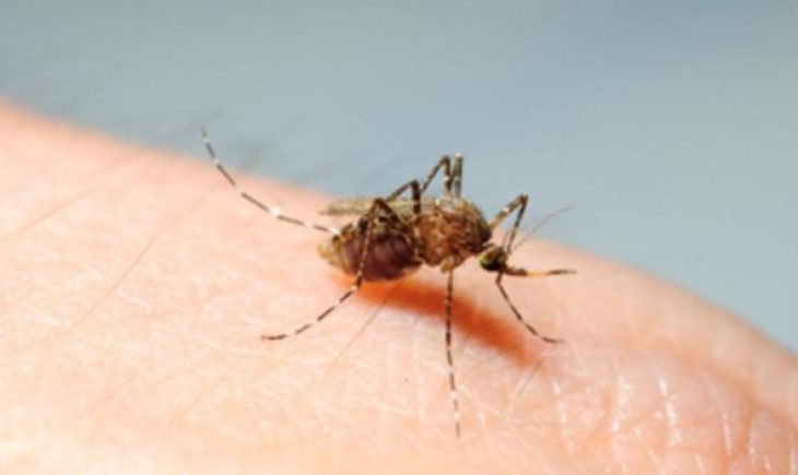 Vacina contra o vírus da Zika deverá ser testada em humanos em 2018