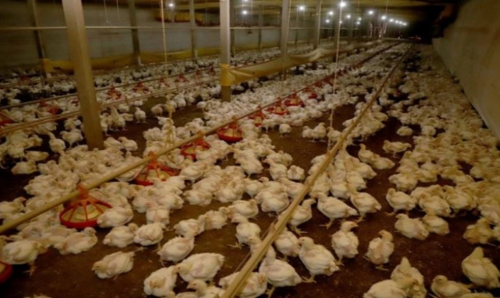Avicultura de MS produz 4,65 milhões de toneladas de carne por ano e quer ampliar competitividade
