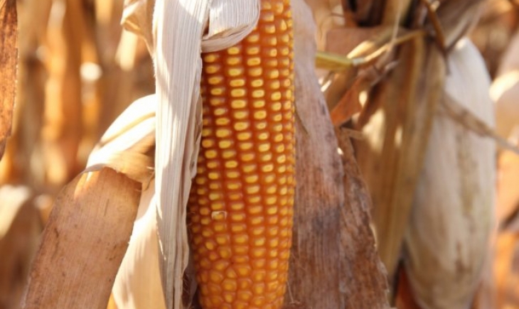Mato Grosso do Sul: Mercado internacional faz preço do milho subir 3% entre dezembro e janeiro