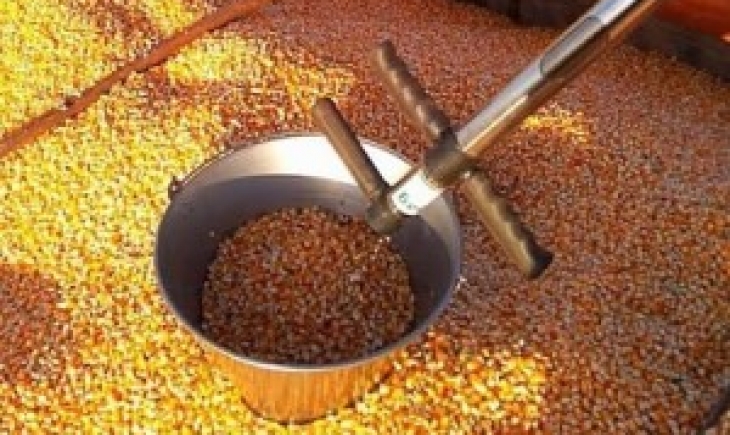 Três cidades da região norte de MS finalizam a colheita de milho