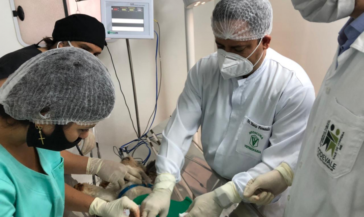 Com doação de Marcio Fernandes, Anaurilândia coloca microchip em animais castrados 