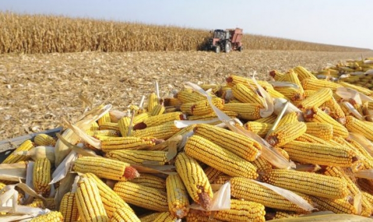 Estiagem derruba produtividade do milho e safra deste ano pode ficar 28% menor