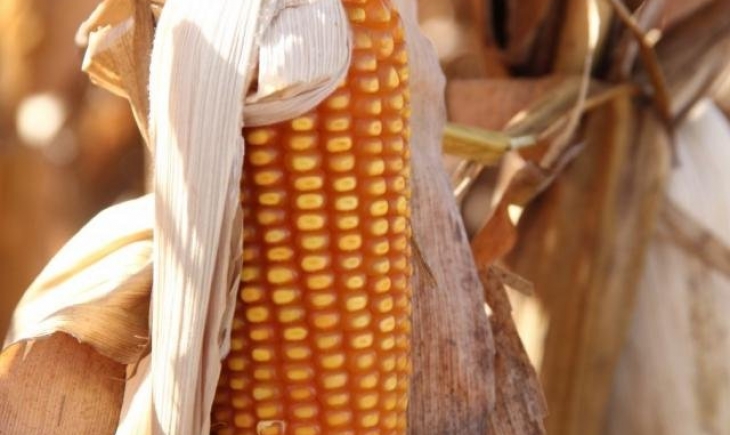 Colheita do milho avança em 3,4% da área plantada em Mato Grosso do Sul