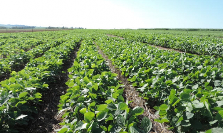 Plantio da soja atrasa em mais de 30% e preocupa lideranças rurais