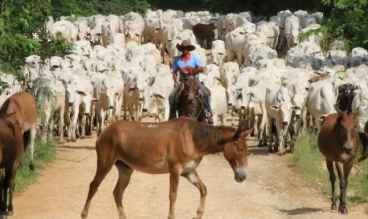 MS tem 7 municípios entre principais produtores de bovinos do País