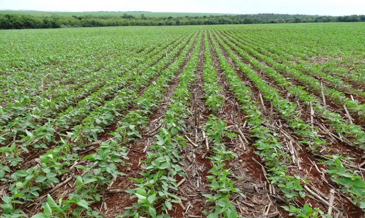 Plantio da soja avança no Mato Grosso do Sul