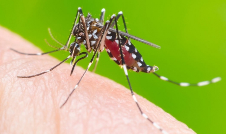 Dengue mata 4 e MS notifica mais de 14 mil casos; 765% a mais que em 2018