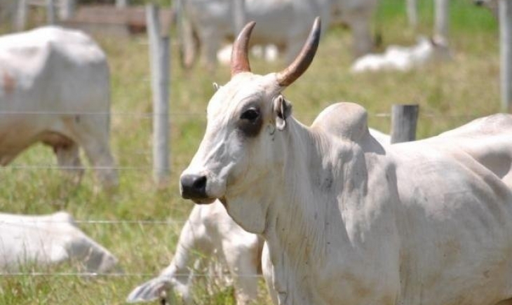 Apesar de ano turbulento, exportação de carne bovina de MS dispara 32%