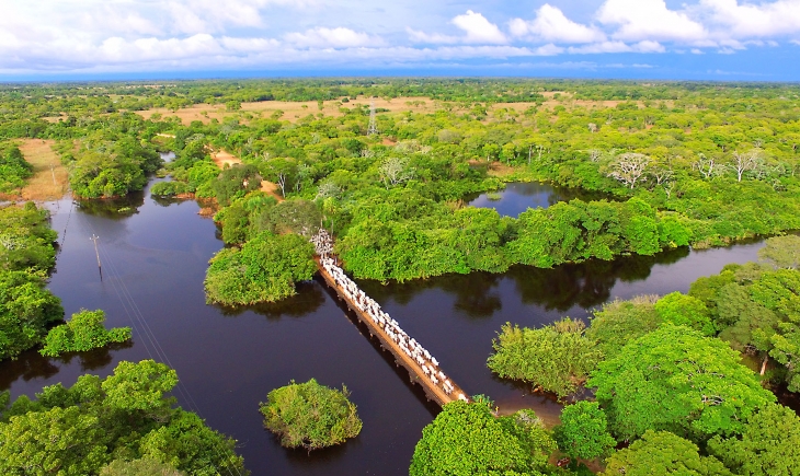 Boas estradas e pontes seguras facilitam a retirada do gado do Pantanal na cheia