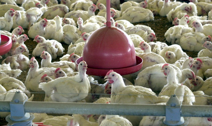 Pesquisa indica queda de 2% no abate de frangos no país