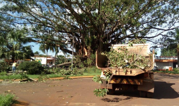 Após queda de galho e avaliação, técnicos da Prefeitura de Maracaju realizam poda em árvore localizada em rotatória e símbolo da cidade.