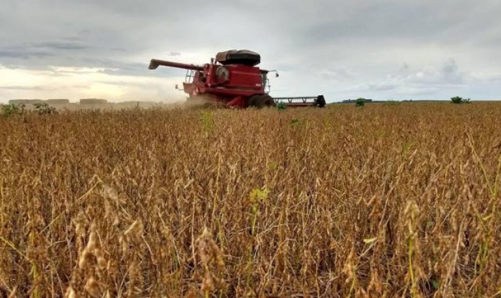 Colheita da soja avança em MS com alta produtividade e sem danos devido à chuva