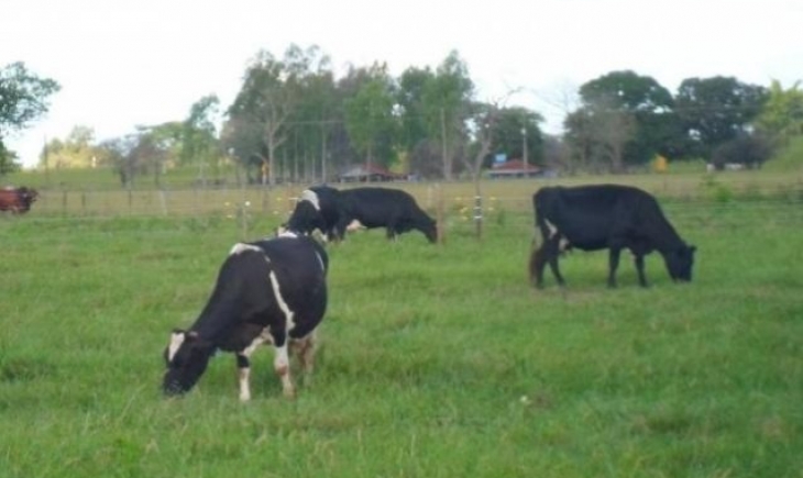MS deve fechar o ano com produção de 791 mil toneladas de carne bovina