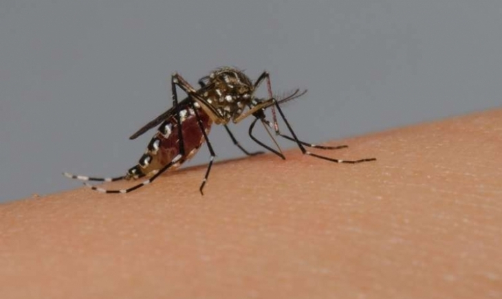 Ocupando a 18º posição no estado, Maracaju conta com 680 notificações e 358 casos confirmados de dengue.