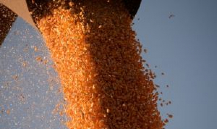 Próximo leilão para venda de milho é marcado para 24 de abril