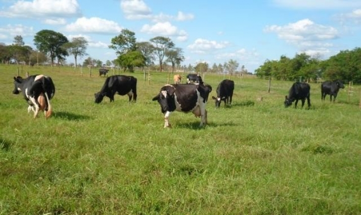 MS tem o terceiro maior crescimento do País na produção de carne bovina