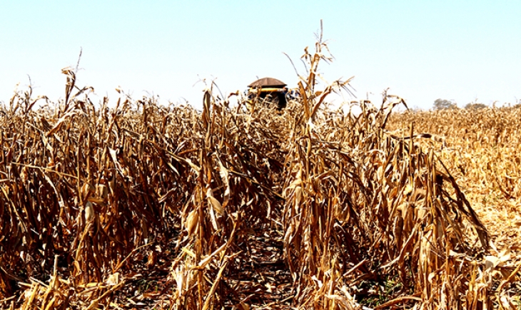 Colheita do milho em MS tem estimativa de safra recorde e expansão de mercados
