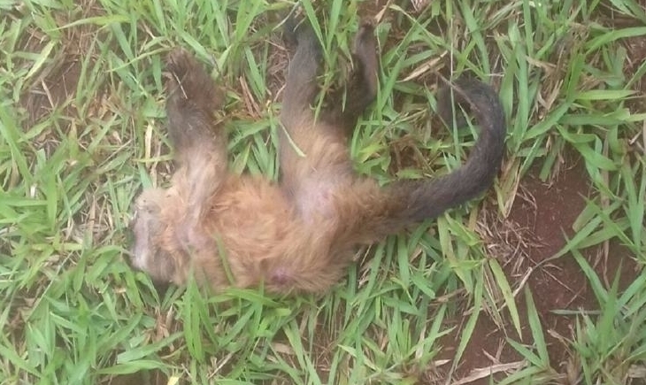 Descartado febre amarela nos macacos encontrados mortos em Maracaju