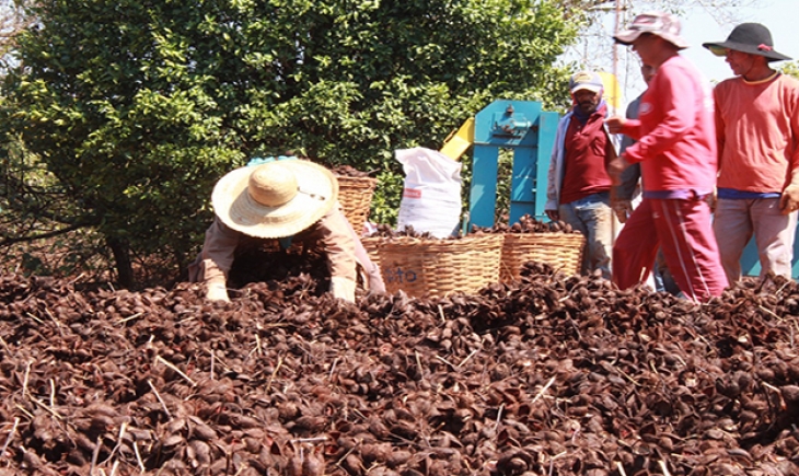 Com apoio da Agraer, produtores garantem renda de R$ 10 mil/ano com produção de ucurum