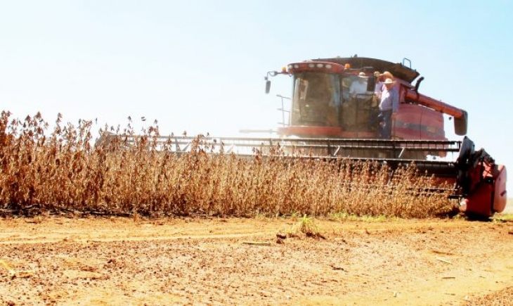 Plantio da Safra 2018/19 de milho deve atingir 9 milhões de toneladas em MS