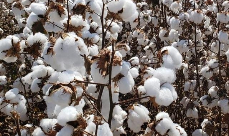 Colheita do algodão alcança metade da área plantada em Mato Grosso do Sul