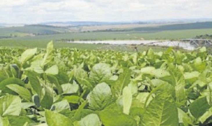 Investimento em irrigação  pode dobrar potencial produtivo