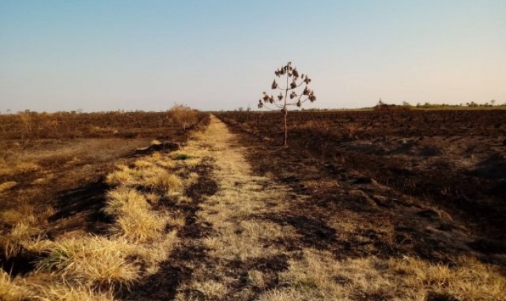 Campo Grande: Calor e vento propagam incêndio que já destruiu 30 mil hectares de parque