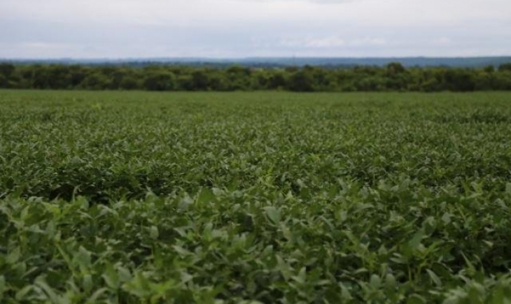 Projeção de aumento no consumo de soja deixa produtores otimistas