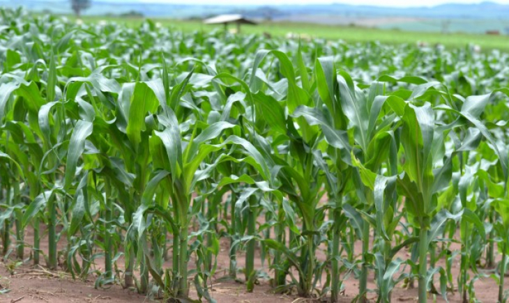 Clima favorece desenvolvimento do milho em MS e 41% da safra já está comercializada