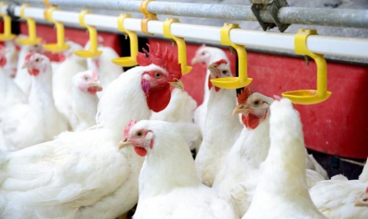 MS tem alta de 50% nas exportações de carne de frango no 1º trimestre de 2020