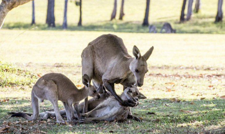 Fotografia em Foco: Fotógrafo flagra momento em que mãe canguru morre nos braços de seu parceiro
