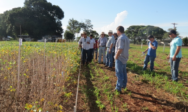 Escolha de cultivares e integração da lavoura com pastagens podem ajudar a maximizar potencial produtivo da soja