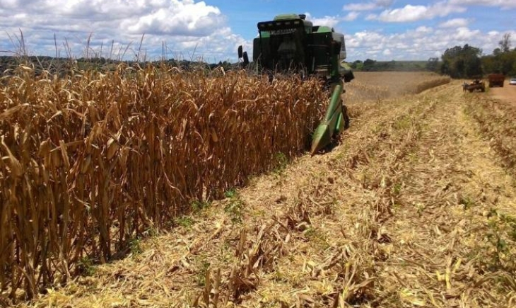 Safra recorde de milho tem aumento de 64% e fecha em 12,16 milhões de toneladas