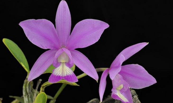 Sancionada lei que institui orquídea Cattleya Nobilior como flor símbolo de MS
