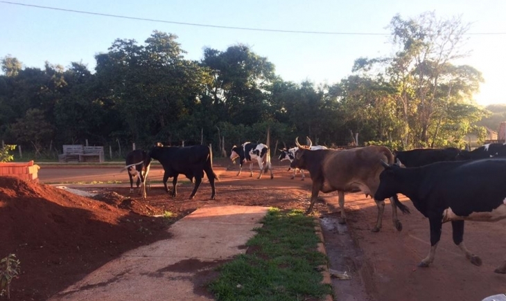 Após cobrança de Vereador Joãozinho Rocha, Prefeitura de Maracaju notificará proprietário de animais que ficam nas ruas da Vila Juquita.