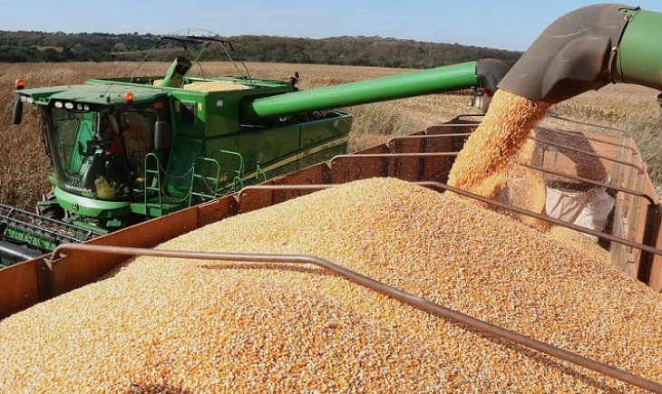 Com potencial de um país, MS é o 14º maior produtor de milho do mundo