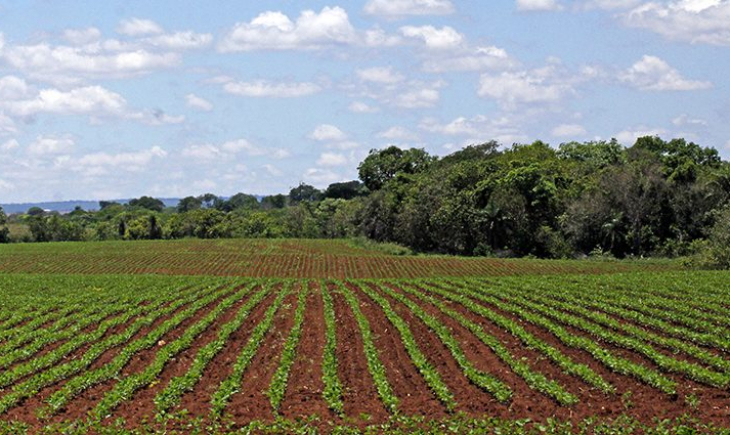 Plantio da soja em Mato Grosso do Sul segue proibido até o dia 15 de setembro